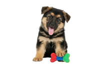 Perros jóvenes